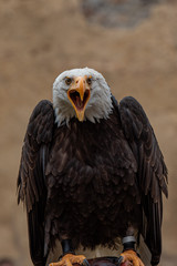 Majestic Bald Eagle schreeching loud