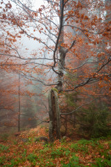 Beautiful, curvy tree with red leaves in the mist, green plants on the ground covered by red leaves and young evergreen tree