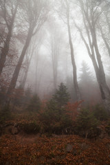 Soft, beautiful, misty, moody atmosphere in a mountain forest with pine and beech trees and ground covered by red leaves