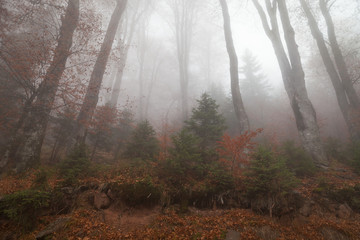 Soft, beautiful, misty, moody atmosphere in a mountain forest with pine and beech trees and ground covered by red leaves