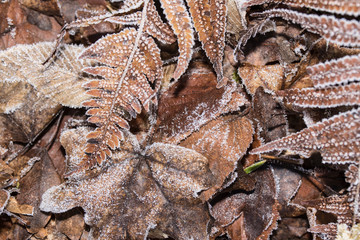 brown fern with hoarfrost