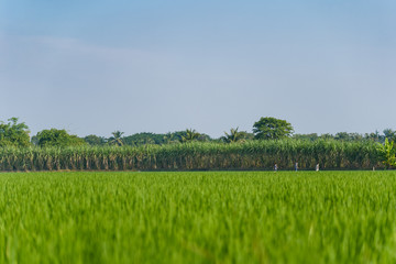Obraz premium Outdoor sunny view of green paddy field or rice farm on flooded parcel with tree walking children, and background of sugar cane field and sunny sky.