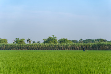 Outdoor sunny view of green paddy field or rice farm on flooded parcel with one walking man, and background of sugar cane field and sunny sky.