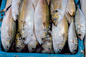 Fototapeta premium Fresh fish selling in the fish market in Kedonganan - Passer Ikan, Jimbaran beach Bali