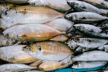 Fresh fish selling in the fish market in Kedonganan - Passer Ikan, Jimbaran beach Bali