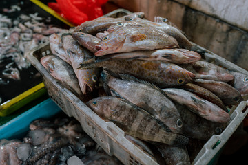 Fresh fish selling in the fish market in Kedonganan - Passer Ikan, Jimbaran beach Bali