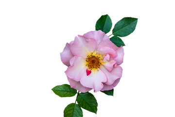 Flower of rosa odorata. Wild rose isolated on white background.
