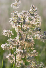 Wild Flowers in the Field