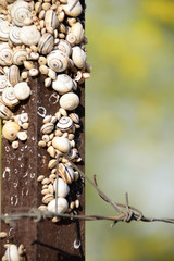 various sized snails on rusty bar with bokeh and copy space