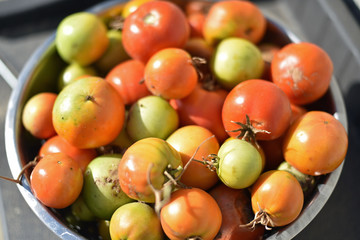 Tomatoes in a Colander