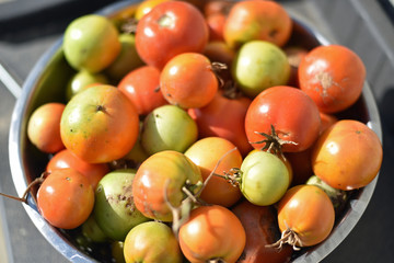 Tomatoes in a Colander