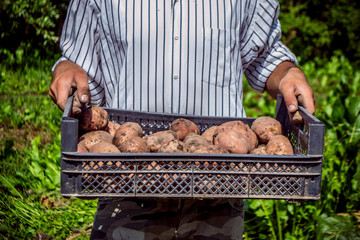 Farmer holding a box of large potatoes in rhe garden