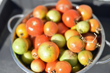 Tomatoes in a Colander