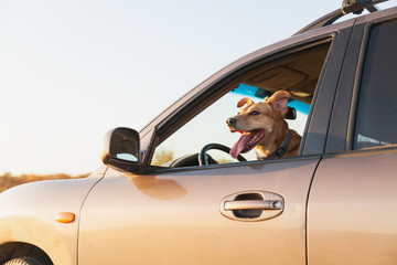 Happy ginger red mix breed dog smiling with his tongue hanging out, looking out of family car window. Sunset time summer wallpaper. Grunge solar bright effect. Pets travel concept.