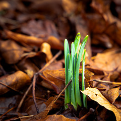 First Spring Sprouts