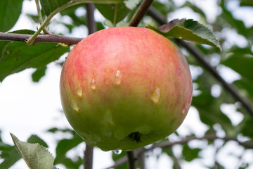 apple on a tree