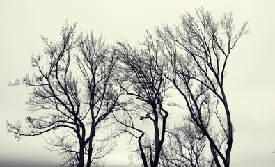 Barren trees in winter against overcast sky in black and white. 