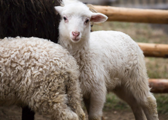 Naklejka na ściany i meble Little beautiful lamb runs in the paddock on eco farm