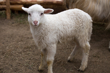 Naklejka na ściany i meble Little beautiful lamb runs in the paddock on eco farm