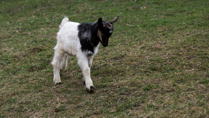 black and white goat graze on an organic eco farm