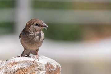 Perched Tree Sparrow With an Insect in its Beak