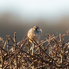 Tree Sparrow Perched on Top of a Hedge