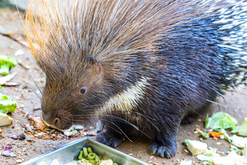 Close-up portrait of the Indian crested porcupine (Hystrix indica). Wildlife and nature photography
