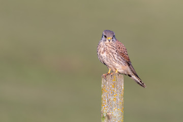 Male Kestrel Perched on a Fence Post