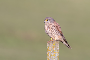 Male Kestrel Perched on a Fence Post