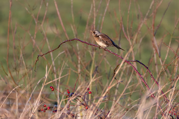 Fieldfare Perched on a Twig