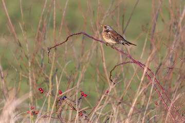 Fieldfare Perched on a Twig
