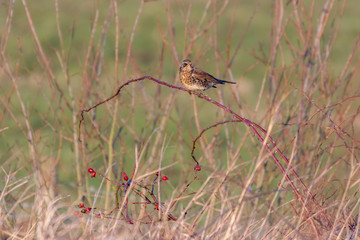 Fieldfare Perched on a Twig