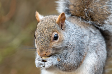 Naklejka na ściany i meble European Grey Squirrel Feeding on Nuts and Seed