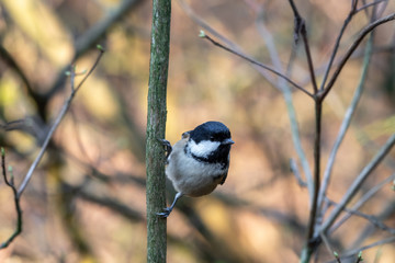 Tiny Coal Tit Perched in a Tree