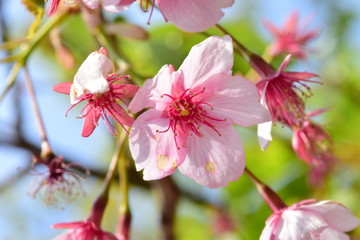 Obraz premium 梅, 桜, 春,Cherry blossoms / ume / spring
