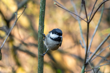 Tiny Coal Tit Perched in a Tree