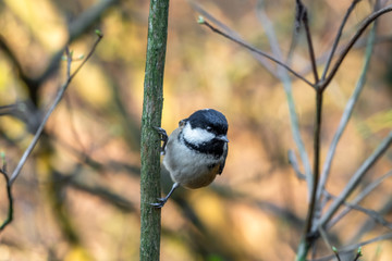 Tiny Coal Tit Perched in a Tree