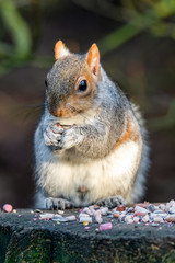 European Grey Squirrel Feeding on Nuts and Seed