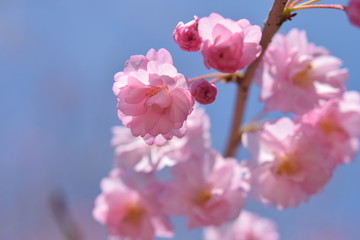 梅, 桜, 春,Cherry blossoms / ume / spring