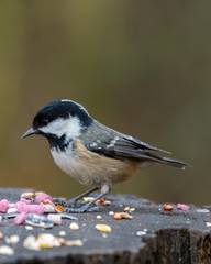 Tiny Coal Tit on an Old Tree Stump Feeding