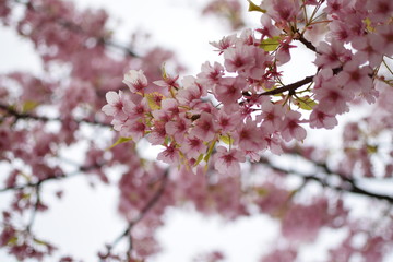 Obraz premium 梅, 桜, 春,Cherry blossoms / ume / spring