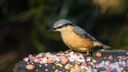 Nuthatch Feeding From an Old Tree Stump