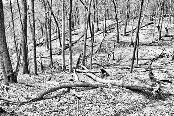 Black and white upload