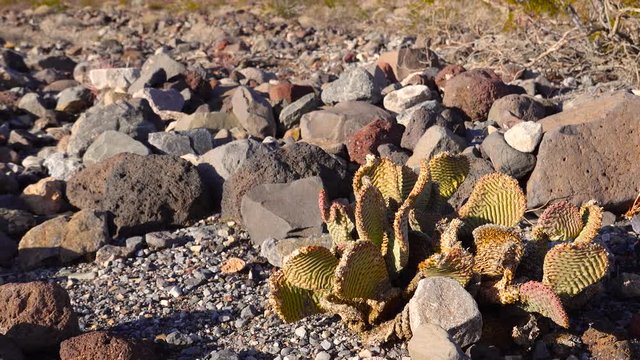 Cacti of California. Bunny-ears prickly pear (Opuntia microdasys), desert wintering reddened in the sun
