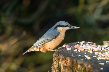 Nuthatch Feeding From an Old Tree Stump