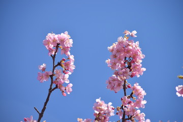 梅, 桜, 春,Cherry blossoms / ume / spring