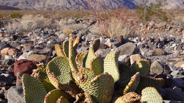 Cacti of California. Bunny-ears prickly pear (Opuntia microdasys), desert wintering reddened in the sun
