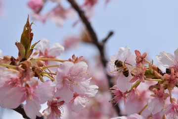 桜・梅・春