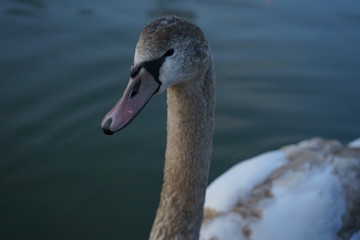 portrait of a swan close-up head