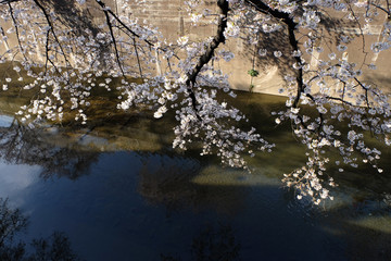 春の東京の石神井川沿いで咲く桜の花の風景